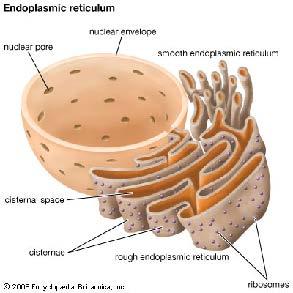 Endoplasmic Reticulum Smooth ER contains enzymes that perform specialized tasks,