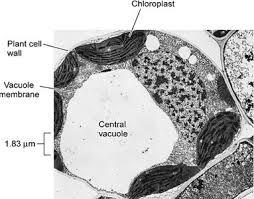Vacuoles Section 4-1 In many plant cells there is a