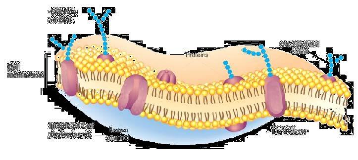 Cell Membrane Section 4-1 The cell membrane regulates what