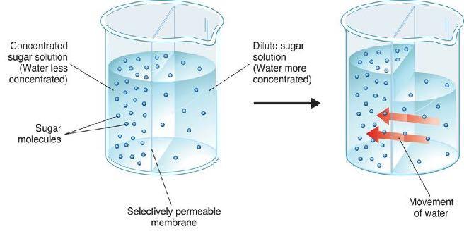 Osmosis How Osmosis Works Concentrated sugar solution (Water less concentrated) Dilute sugar