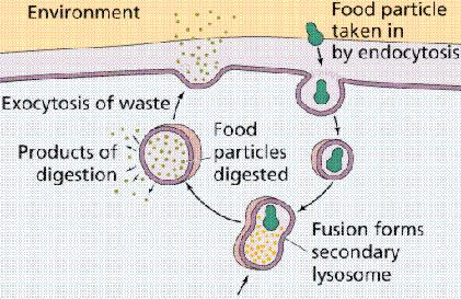 Active Transport Endocytosis and Exocytosis Endocytosis is the process of