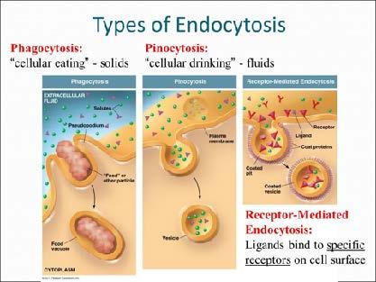 Active Transport Two examples of endocytosis are: Phagocytosis cell engulfs a