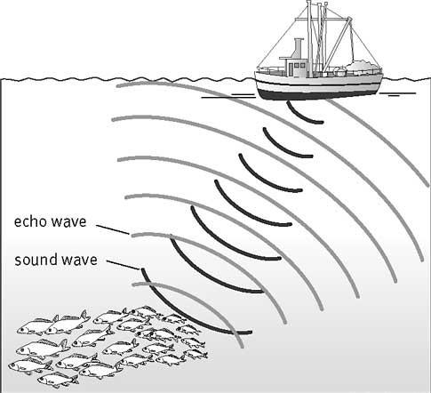 Sound Made by vibrating matter Travels much slower than light (speed of sound in air is 330m/s) Frequency and Amplitude are two different measurements taken from sound Frequency The number of