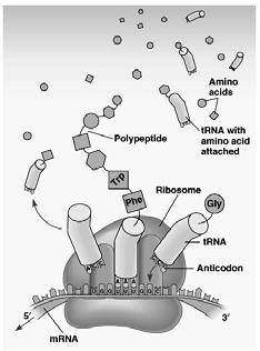 The ribosome is the staging area for protein synthesis or