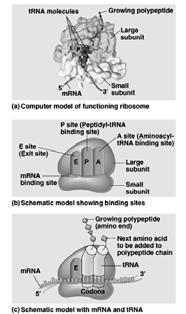 The anatomy of a functioning ribosome G.