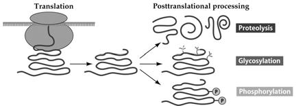 I. Posttranslational Events Covalent modifications of proteins after
