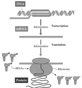 B. DNA, RNA, and the Flow of Information A gene is expressed in two steps: First, DNA is transcribed to RNA; then RNA is translated into protein.