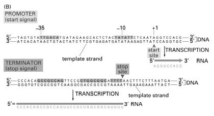 The initiation of transcription requires that RNA polymerase recognize and bind tightly to