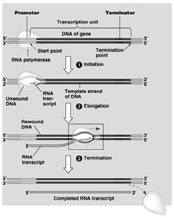The stages of transcription The initiation of transcription at a