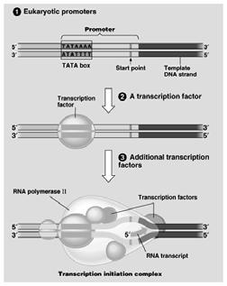 RNA Processing After transcription, the pre-mrna is altered by the