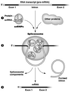 spliceosome,, a complex of RNA s s and proteins (snrnps( snrnps).