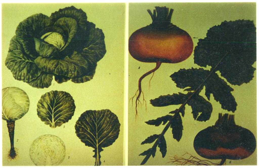 Turnip vs cabbage: almost identical mtdna gene sequences In 1980s Jeffrey Palmer studied evolution of plant organelles by comparing mitochondrial genomes of the cabbage and turnip (using physical