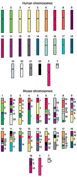 Comparative genomic architectures: mouse vs human genome Humans and mice have similar genomes,