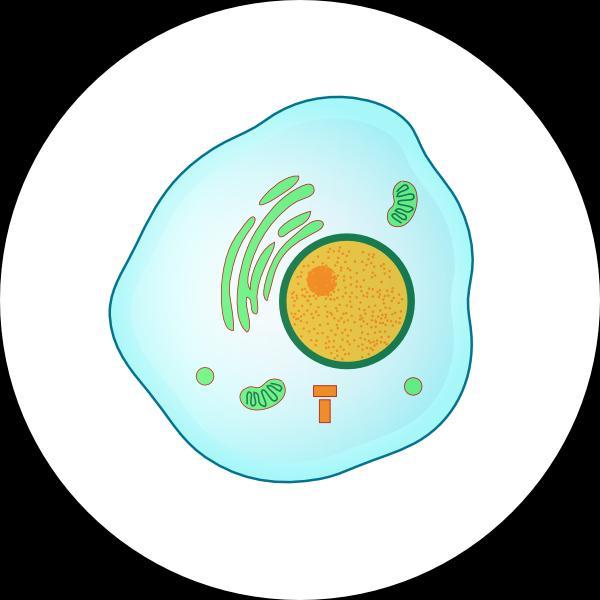 CH 4.3 CELL DIVISION THE CELL CYCLE= THE SEQUENCE OF