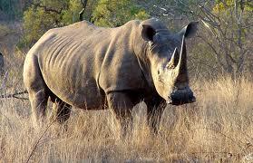 a rhinoceros (I assume).