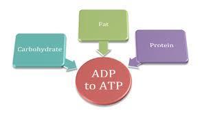 Cellular respiration refers to the complex process by which energy in the form of ATP is released from food