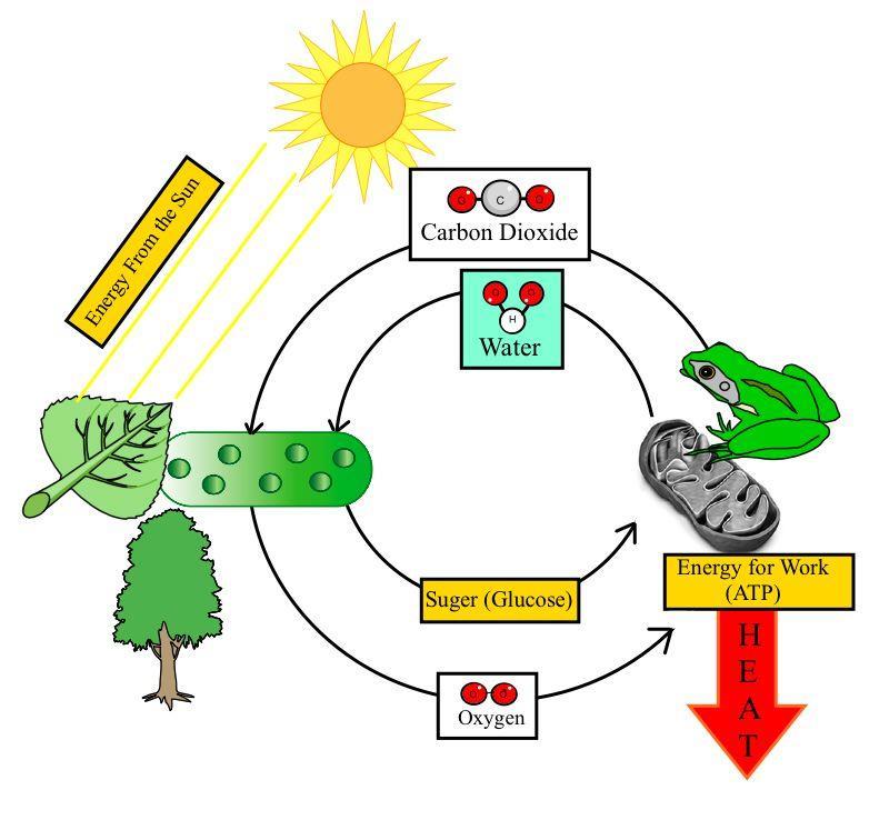 HOW ARE PHOTOSINTHESIS AND CELLULAR RESPIRATION RELATED?