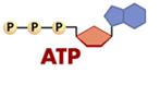 ATP stores energy in the bonds between the phosphate