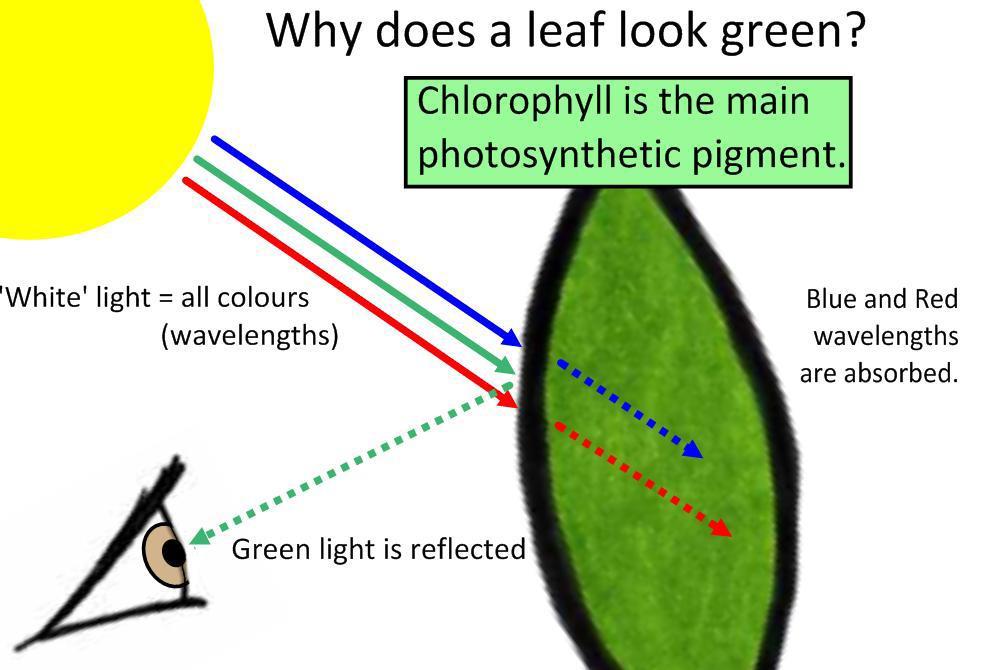 Chloroplasts: a plant organelle that carries out Photosynthesis Chloroplasts are like: mini solar panels that capture sunlight energy to make glucose! What makes them green?