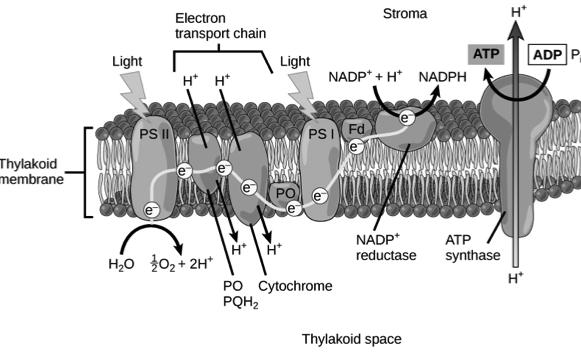 Step 5- The primary electron acceptor of photosystem I releases electron to a different electron transport chain which takes it to outside of thylakoid membrane that faces stroma The electron then