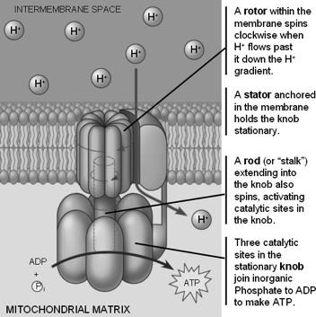 Chemiosmosis Chemiosmosis is the synthesis of ATP A protein called ATP synthase,