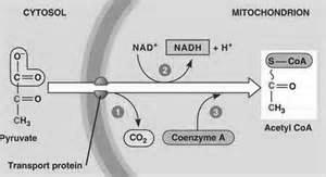 Aerobic Respiration The process of creating energy when oxygen is present There are two major stages Krebs cycle Chain Occurs inside the mitochondria First step after glycolysis Pyruvic acid reacts