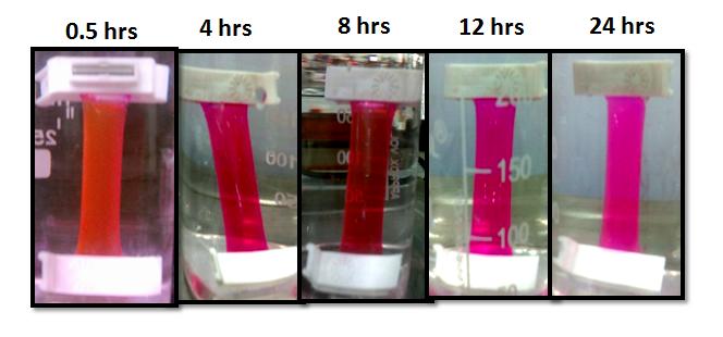 Figure SF10. Photographs of dialysis bag carrying dextrin-pdp-7 with Rhodamine B at different time intervals.