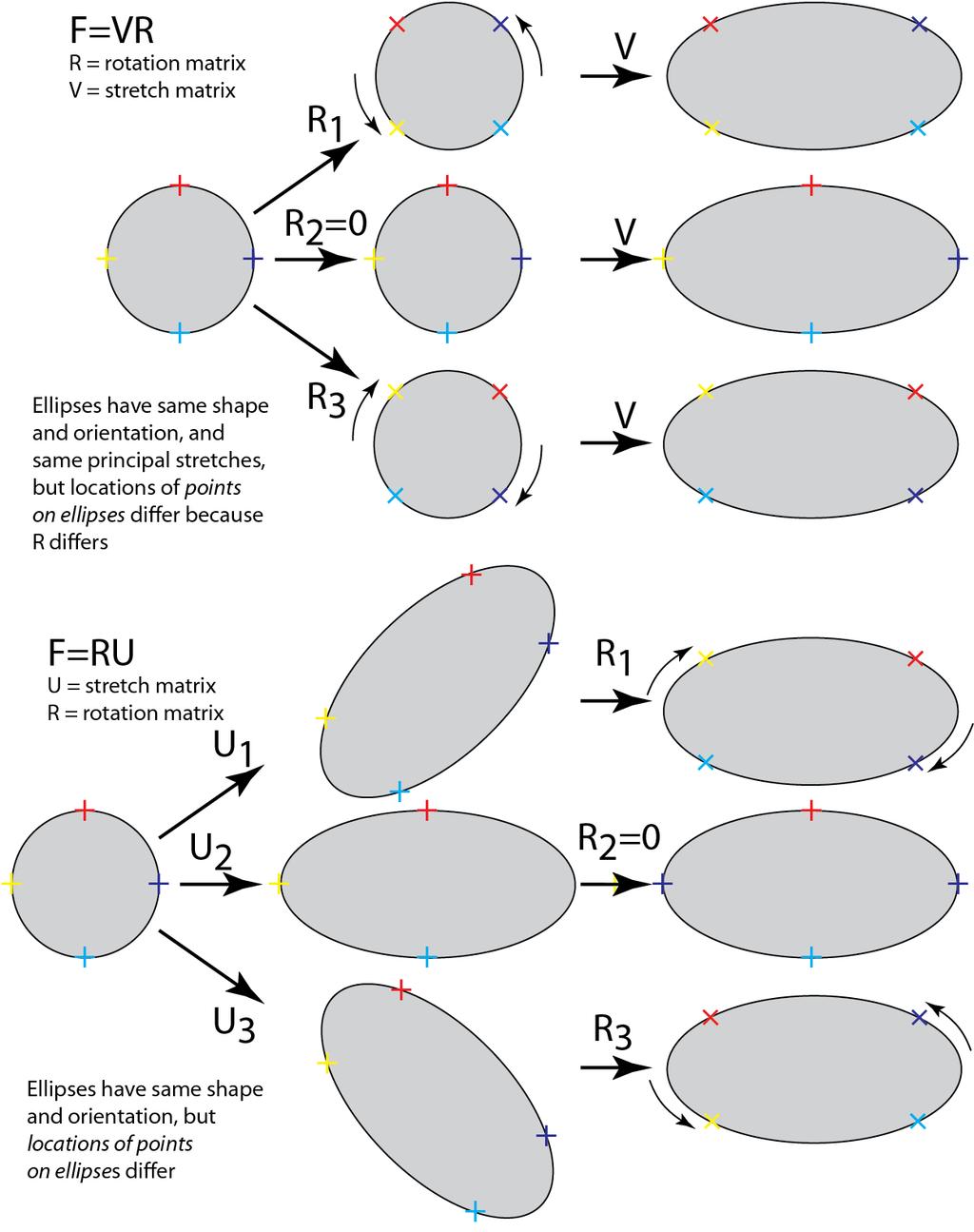 VIII RotaNons in homogeneous deformanon A Just gevng the size and shape of the strain (stretch) ellipse is not enough. Need to consider points on the ellipse B F=VR (which R?