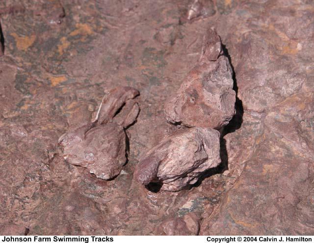 Fossil Record Fossils are usually