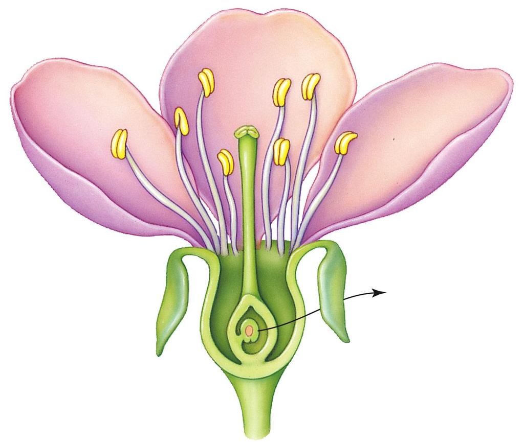 What Are Angiosperms? (cont d.