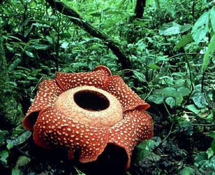 Rafflesia