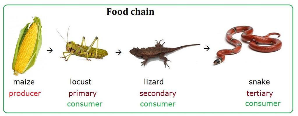 Food Chain - a series of events in which one organism eats another and obtains energy nutrients