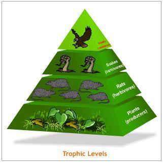each organism in a food chain represents a feeding step or