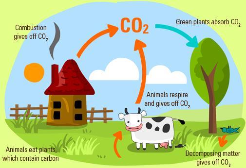 Carbon Cycle - CO 2 gas found in the atmosphere and the oceans is used by plants to make