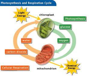 Photosynthesis and cellular respiration are opposite reactions the reactants