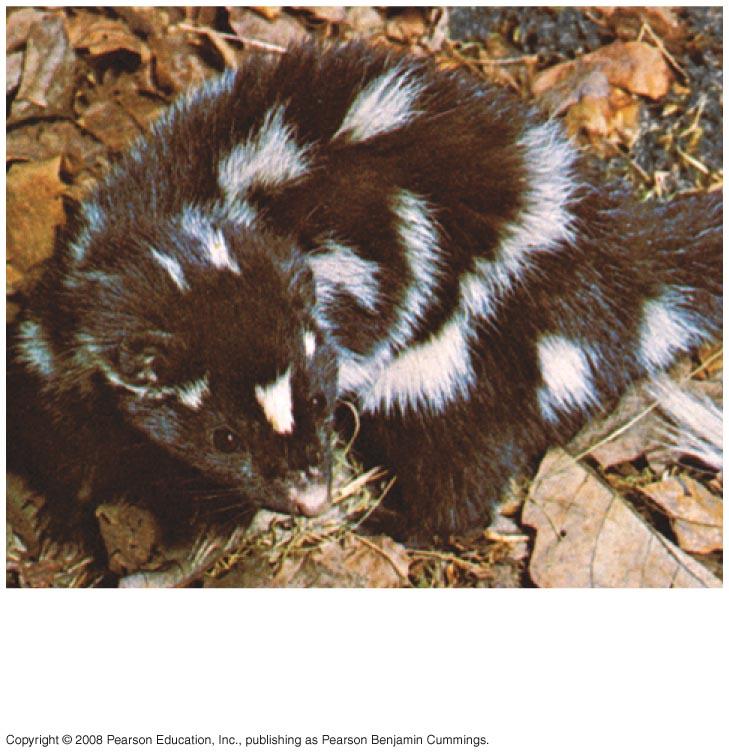 years cannot mix their gametes Eastern spotted skunk