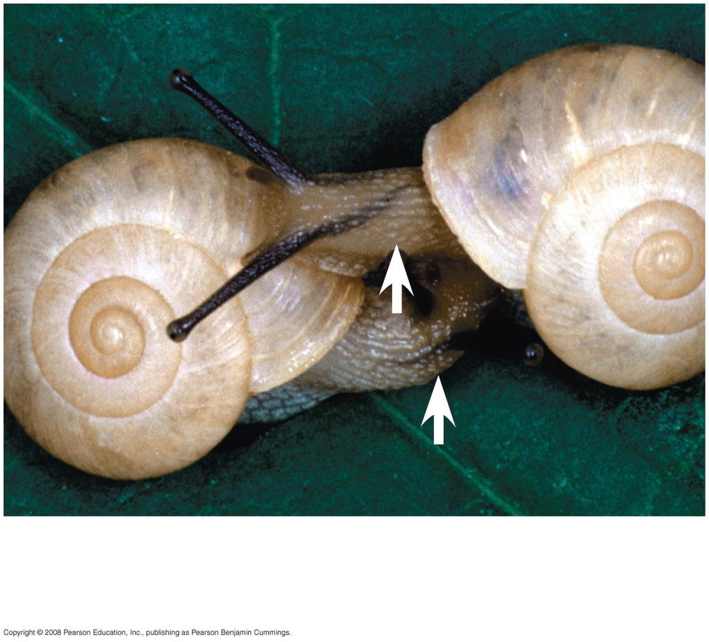 Mechanical isolation: Morphological differences can prevent successful mating.
