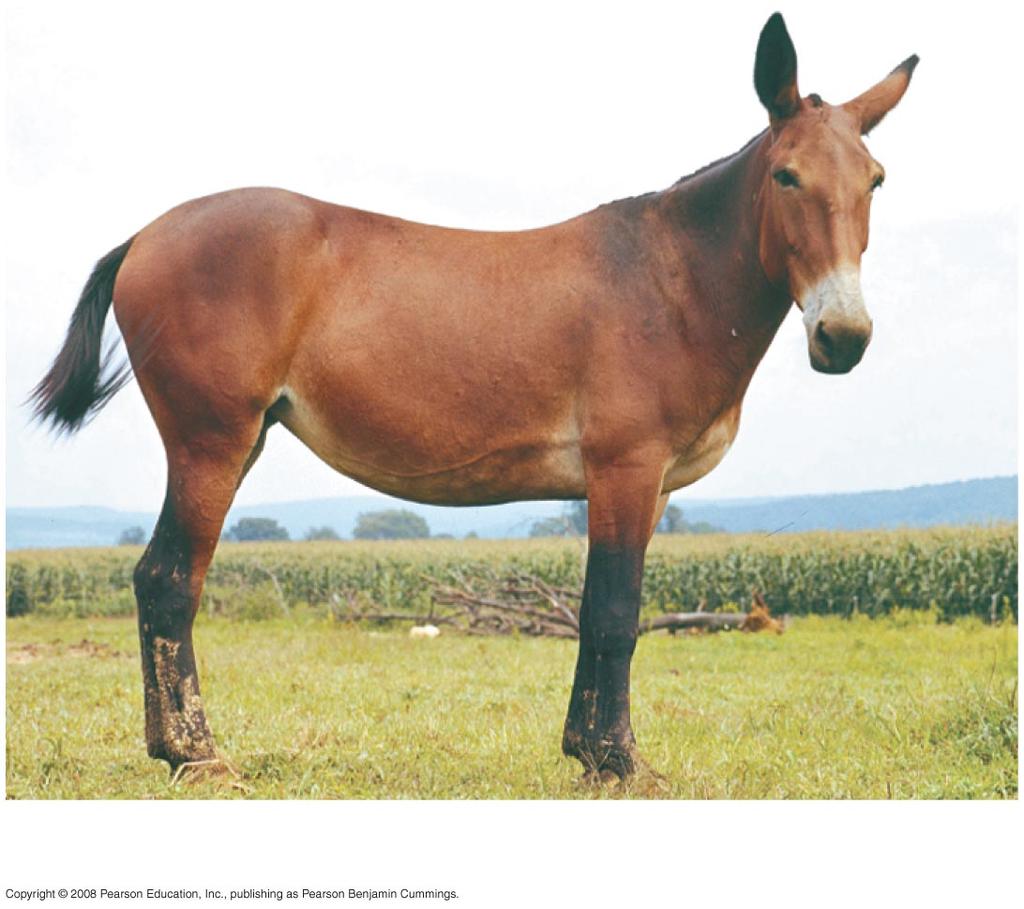 Mule (sterile hybrid)