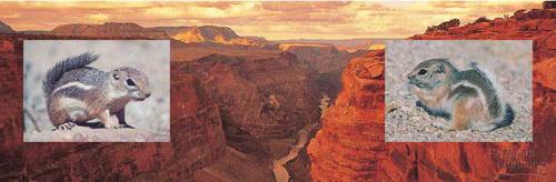 For example, a population of squirrels underwent allopatric species when the Grand Canyon formed.