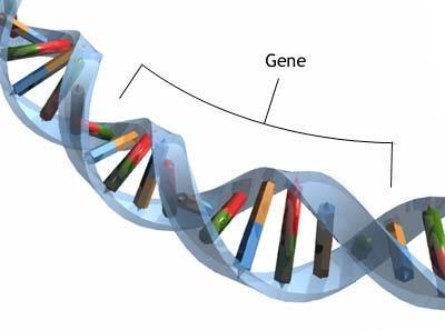 Genes and Dominance Genes Sequence of DNA that determines a trait Allele Different forms of a gene. ex.