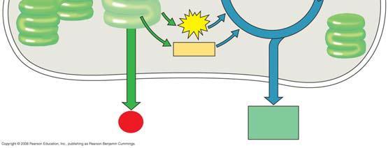 2 The light reactions convert solar energy to the chemical energy of ATP and NADPH This is a long and challenging concept.