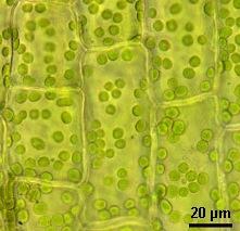 Plant Cells have Green Chloroplasts The membranes