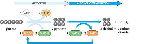 C. Alcoholic fermentation- similar to lactic acid fermentation \ 1. Products of alcoholic fermentation include,, 2.