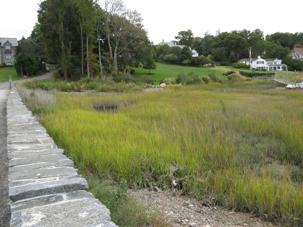 Phragmites Along Wall in Foreground, Recolonizing Spartina population in Middle and Undisturbed Spartina Population