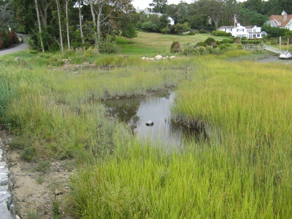 Photo 4 Spartina Starting to Recolonize the Wetland