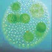 Protista Single celled eukaryotes; live mostly in