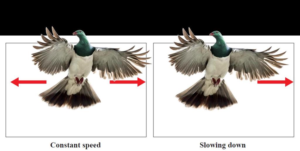 NCEA 2015 Force diagrams the kererū Excellence Question Question 2b: The force diagrams below show another kererū flying at a constant speed, but then slowing down.