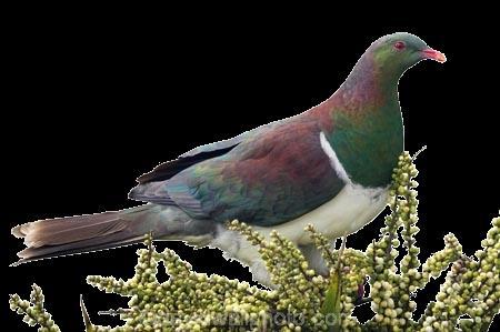 NCEA 2015 Mass and Weight - The kererū Merit Question Question 2a(i) : The kererū (also known as New Zealand wood pigeon or kūkupa) is one of the largest pigeons in the world.