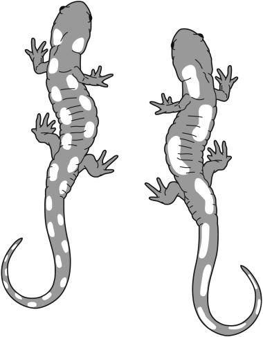 5. The figure below shows two spotted salamanders that belong to the same species.