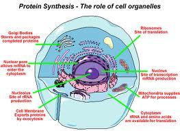protein Gene expression is the process of